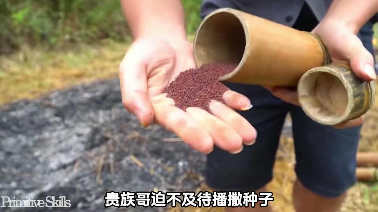 贵族哥的荒野独居：原始的荒地开垦技术，培育各种农作物