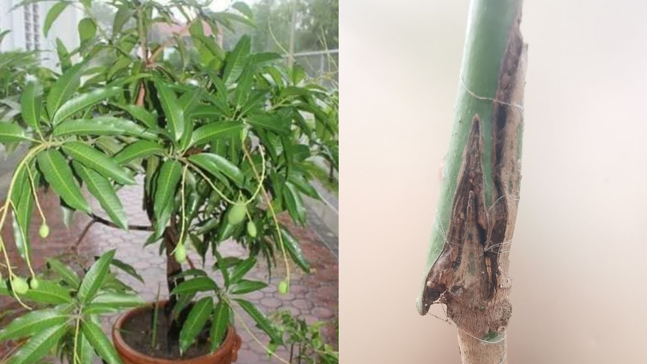 Z Grafting Method on Mango Tree