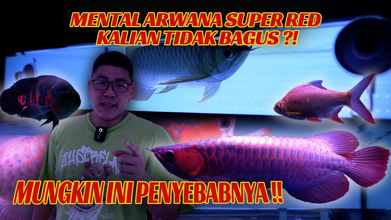 MENTAL ARWANA SUPER RED kalian tidak BAGUS?! Mungkin ini yang menjadi FAKTOR PENYEBABNYA!