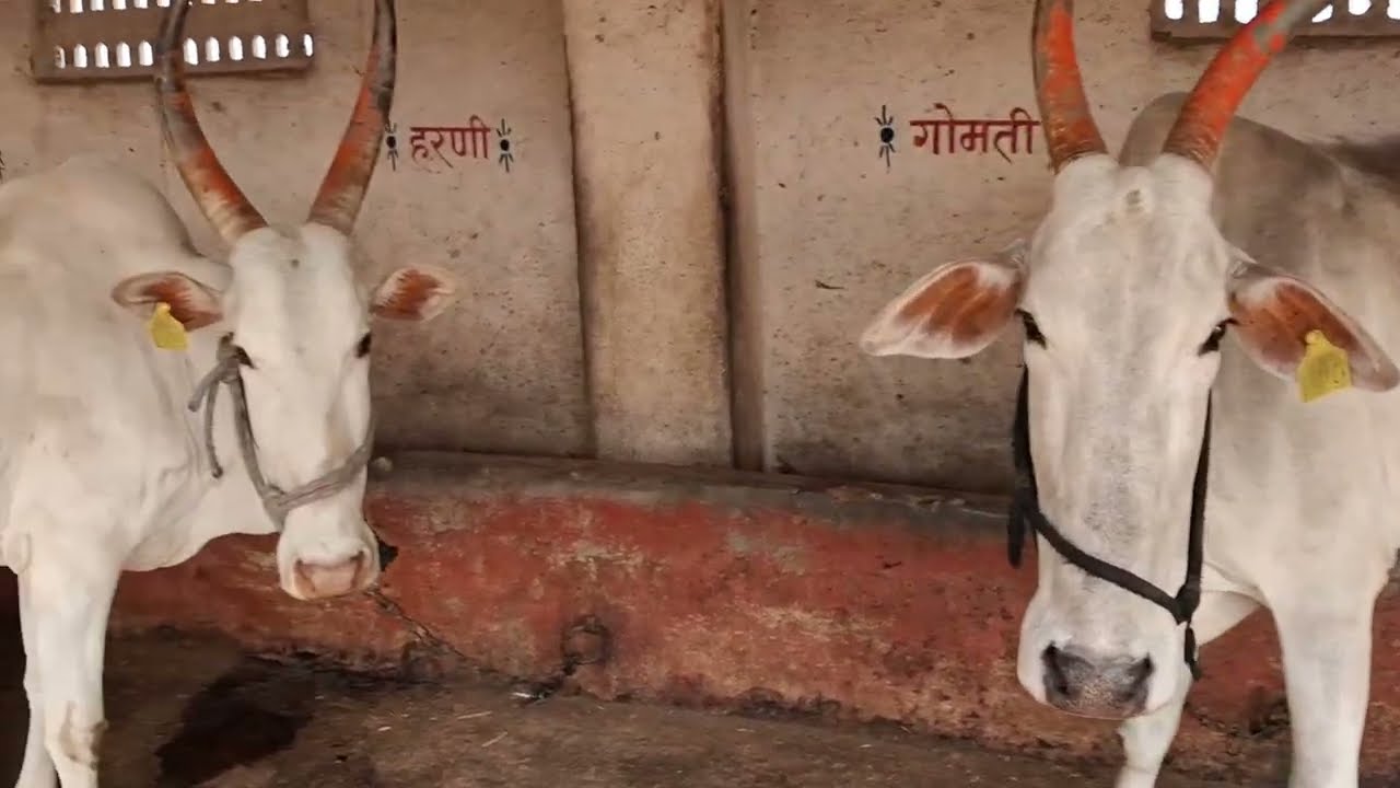 गौशाळा आणि रिसर्च सेंटर 