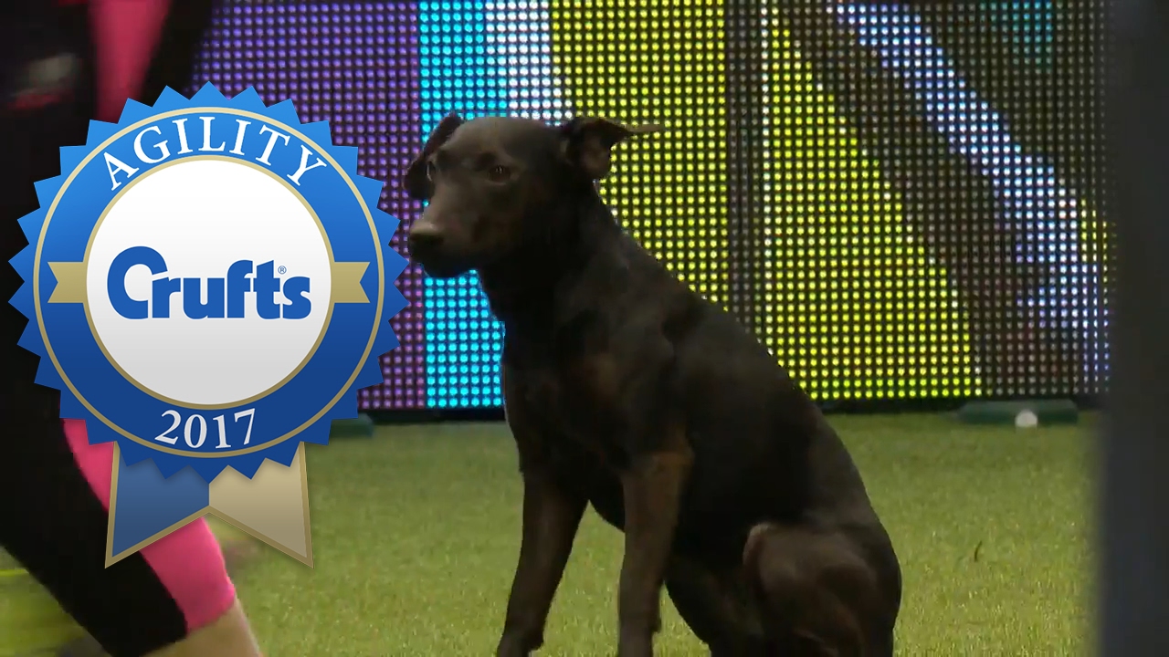 Agility - Kennel Club Novice Cup Agility Final (Part 1) | Crufts 2017