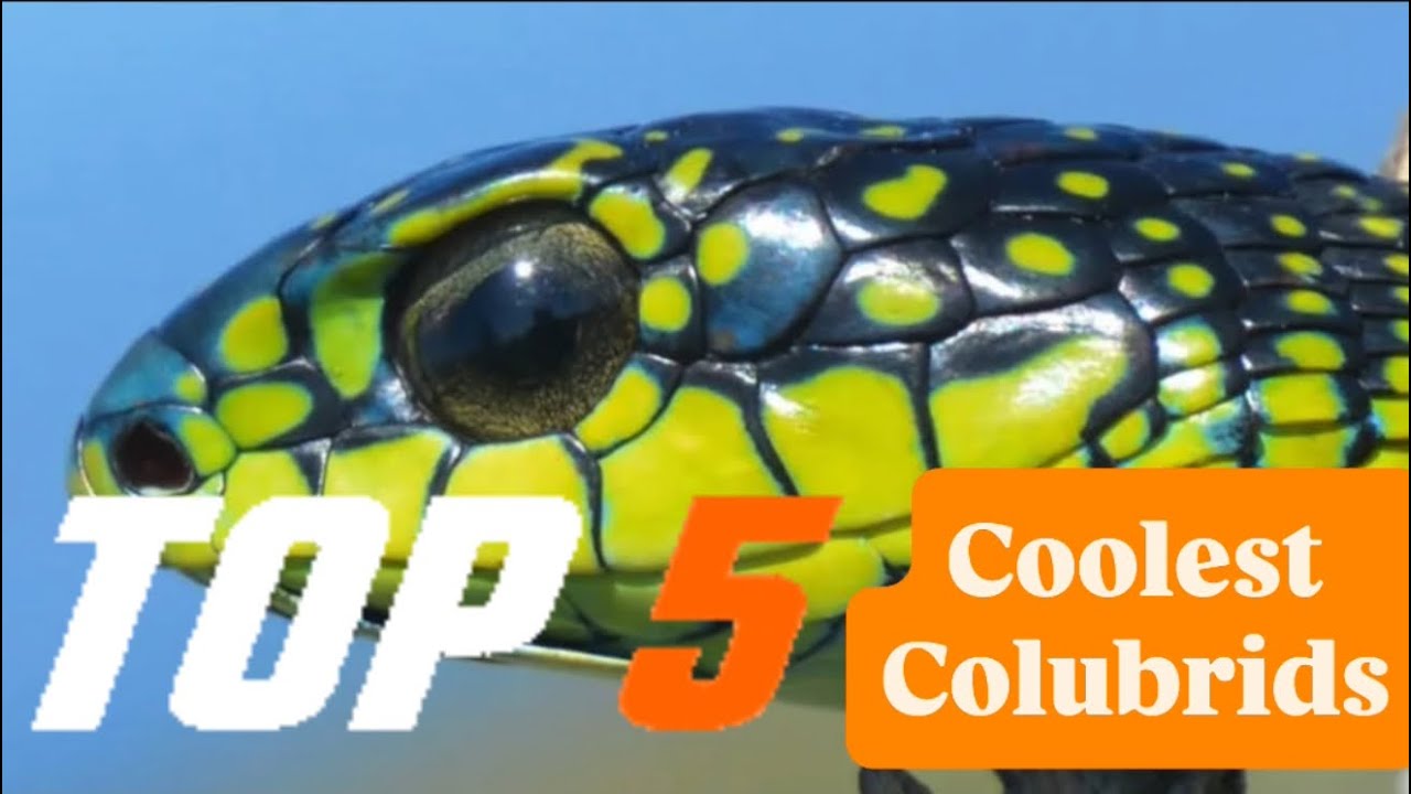 Top 5 Coolest Colubrids‼️