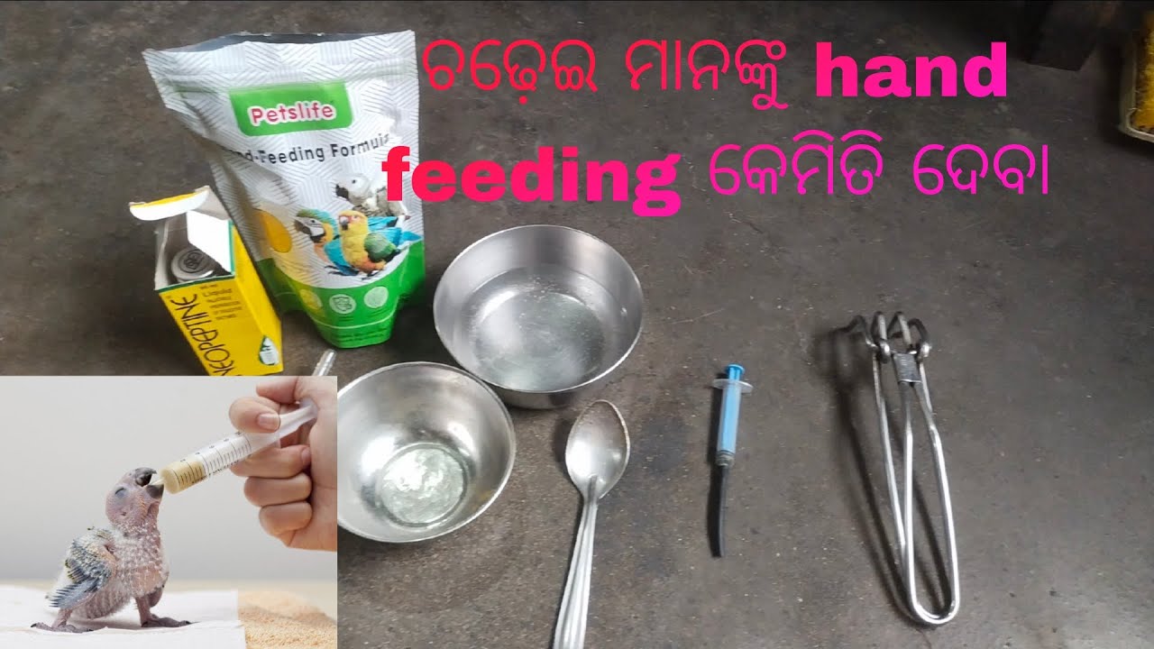 ଚଢ଼େଇ ମାନଙ୍କୁ hand feeding କେମିତି ଦେବା 😋🤯🤤#bajisparrot #birds #petlover