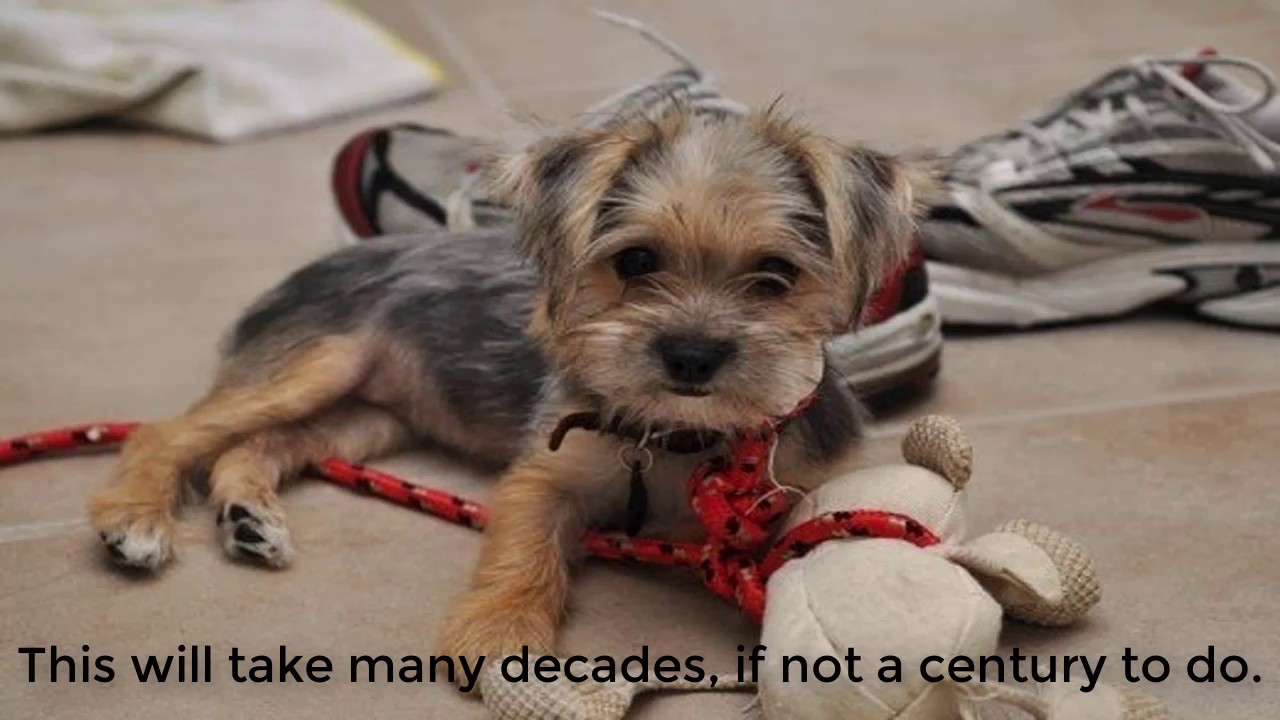 Morkies are a unique breed of designer dog
