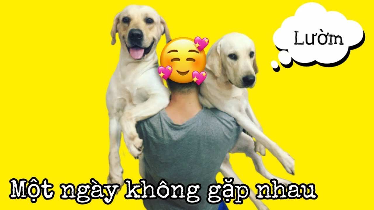 Sau 1 ngày không gặp nhau - Củ Cải Kim Chi có rụng lông không? | Dogs meet Owner after a day 😍