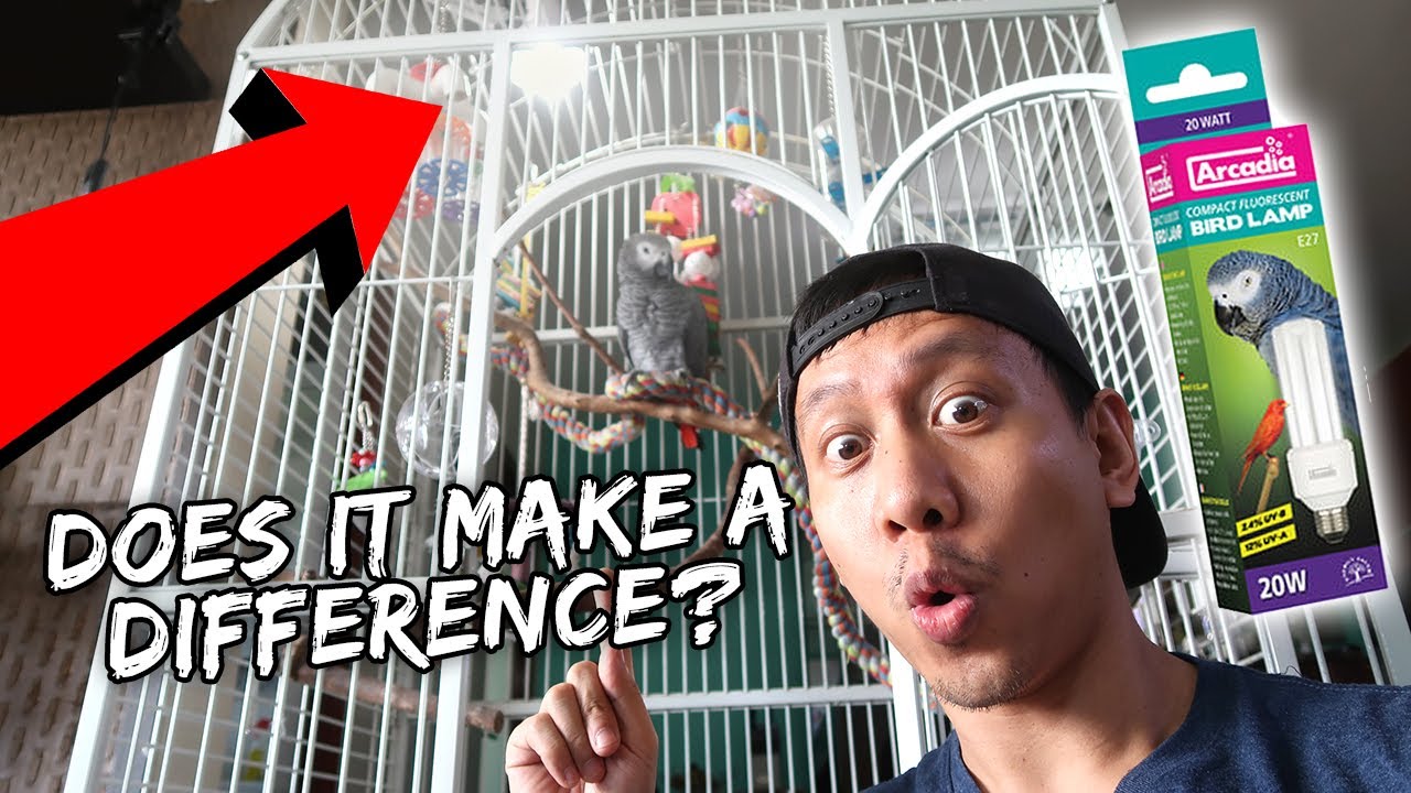 My Bird REACTS to Her NEW BIRD LAMP | Vlog #873