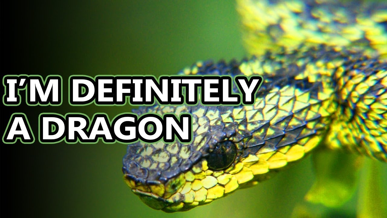 Bush Viper facts: small snakes with a big bite | Animal Fact Files