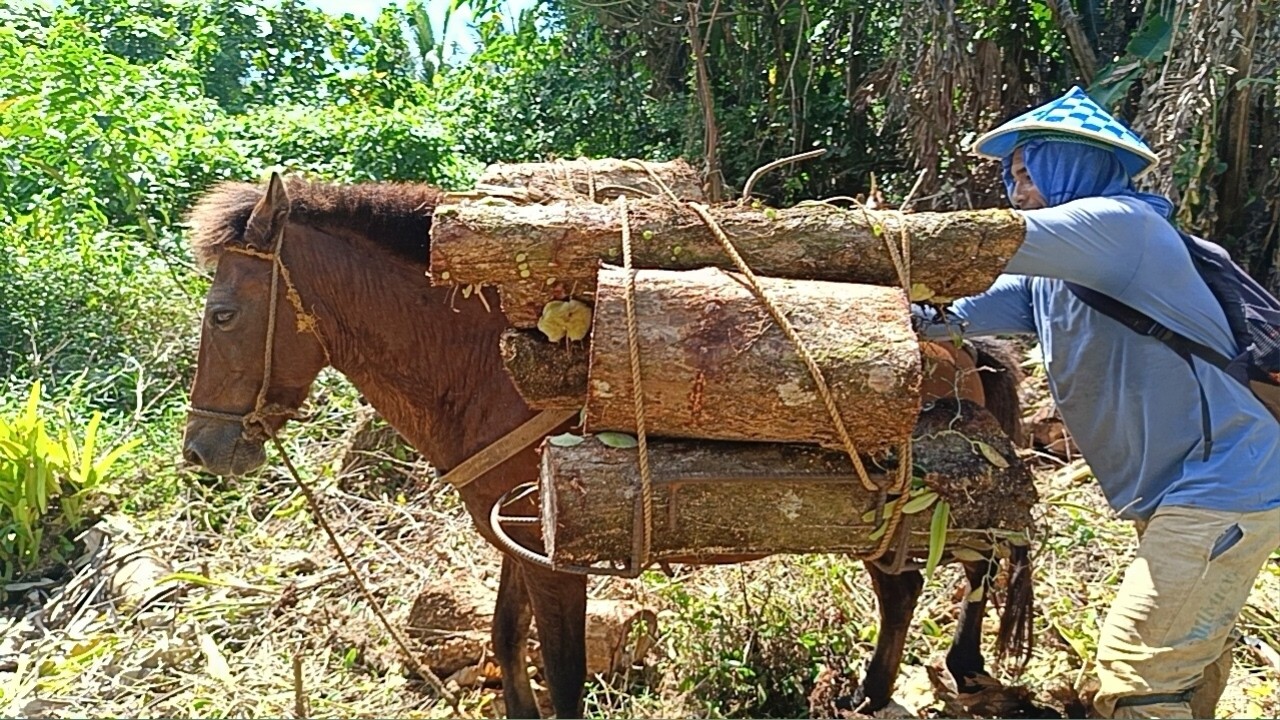 Magkakabayo sa Tayabas Quezon