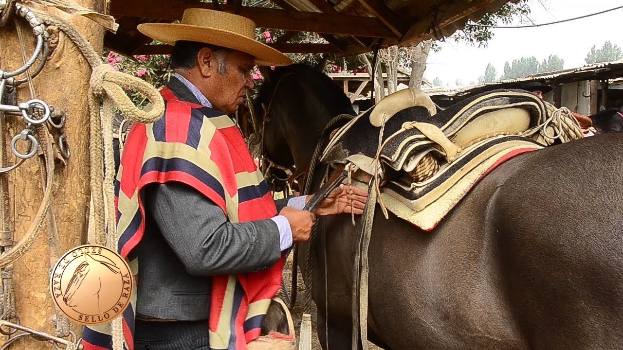 Pedro Donoso,  Arreglador de Caballos