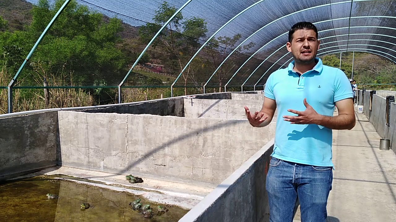 Empresa productora de rana toro en el estado de Colima