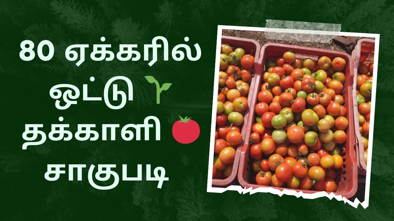 80 ஏக்கரில் ஒட்டு தக்காளி 🍅🍅 சாகுபடி-நடவு முதல் விற்பனை வரை| 80 acres Grafted Tomato cultivation- 3