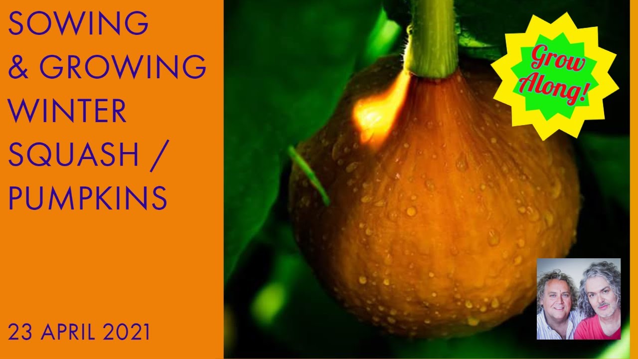 How to Sow and Grow Winter Squash / Pumpkins, 23 April 2021