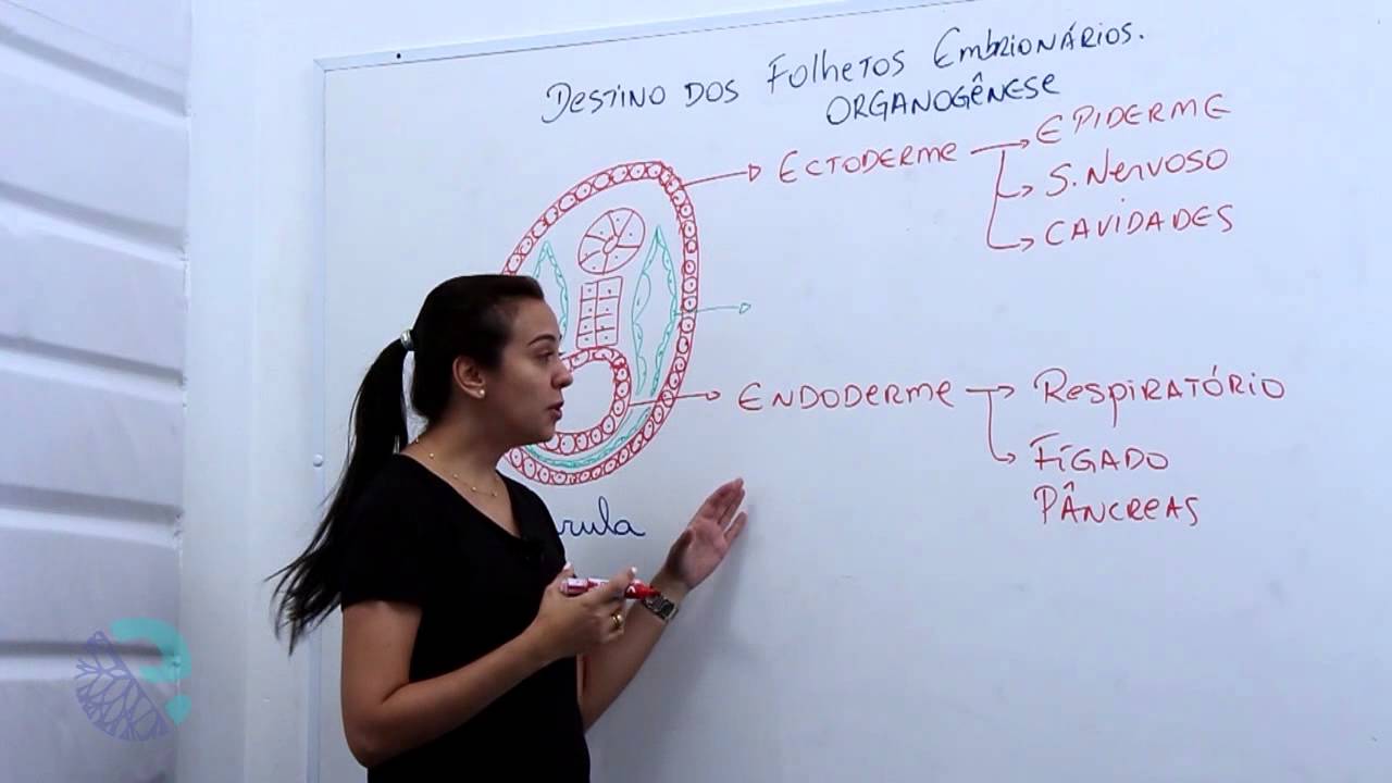 Destino dos folhetos embrion&aacute;rios