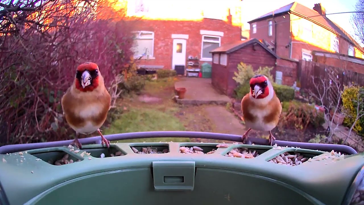 Birdfy 2: The Ultimate Bird Feeder for Bird Enthusiasts!