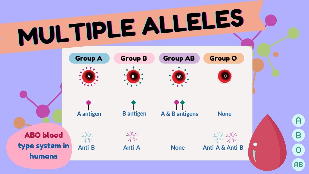 Multiple Alleles I SHORT EXPLANATION