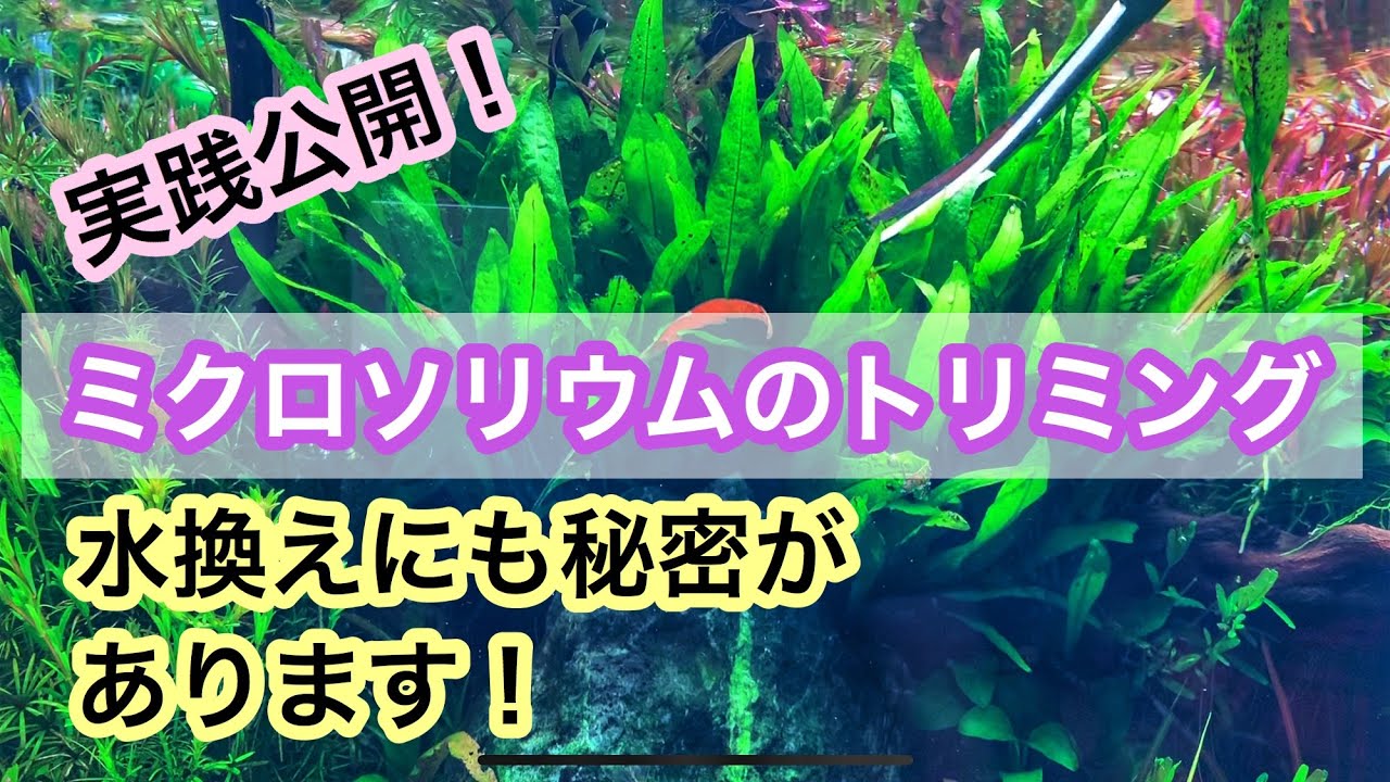 【ミクロソリウムのトリミング方法を大公開!】トリミング時のポイントをやさしく解説!