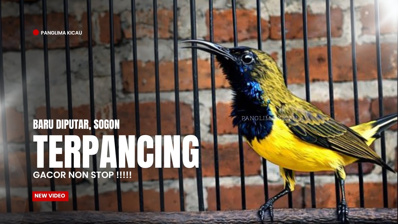 BUNYI INI BIKIN BURUNG SOGON AUTO GACOR  