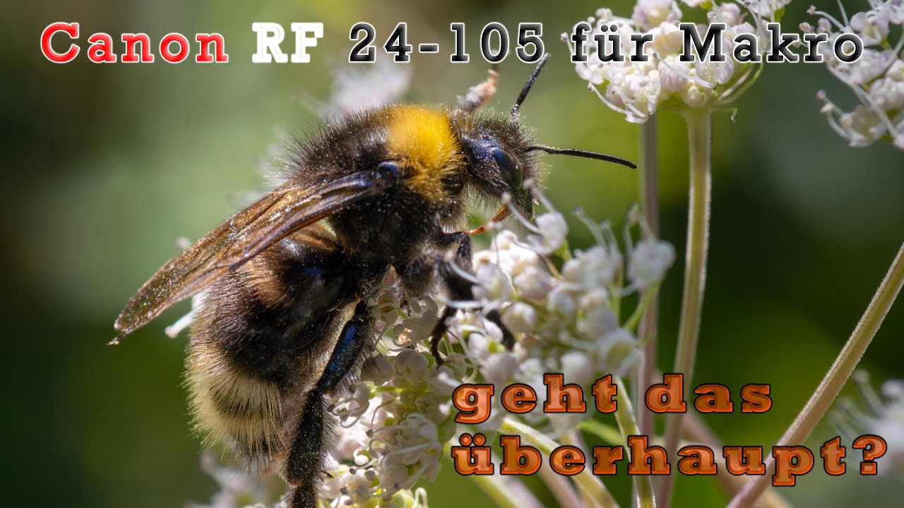 Makro mit Canon RF 24-105 mm Kit Objektiv...geht das?