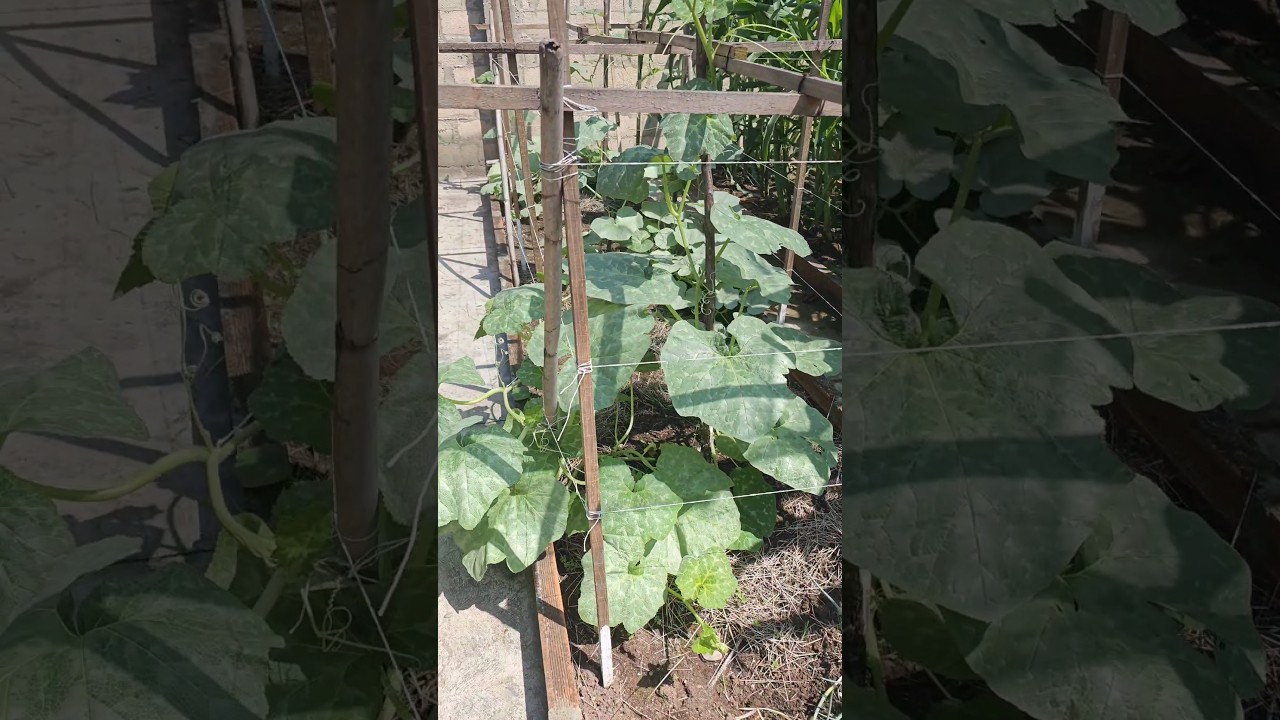 Auyama o calabaza. #viral #huertas #auyama #calabaza #shorts