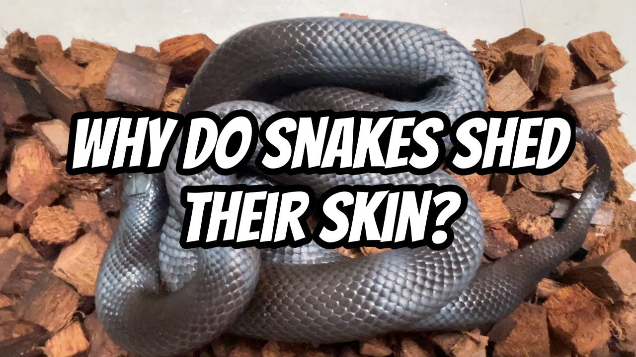 Q&A | Why Do Snakes Shed Their Skin? | Exotic Pets