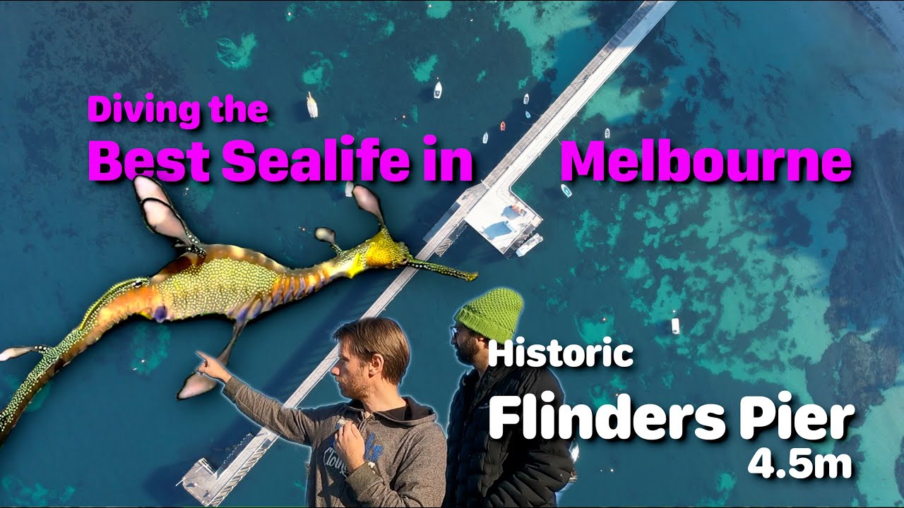 [SiteReview] Flinders Pier - Stunning historic #DIVE site in Melbourne for sealife! #SEADRAGONS!