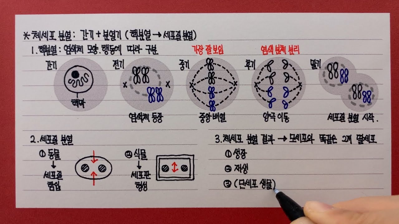 체세포 분열