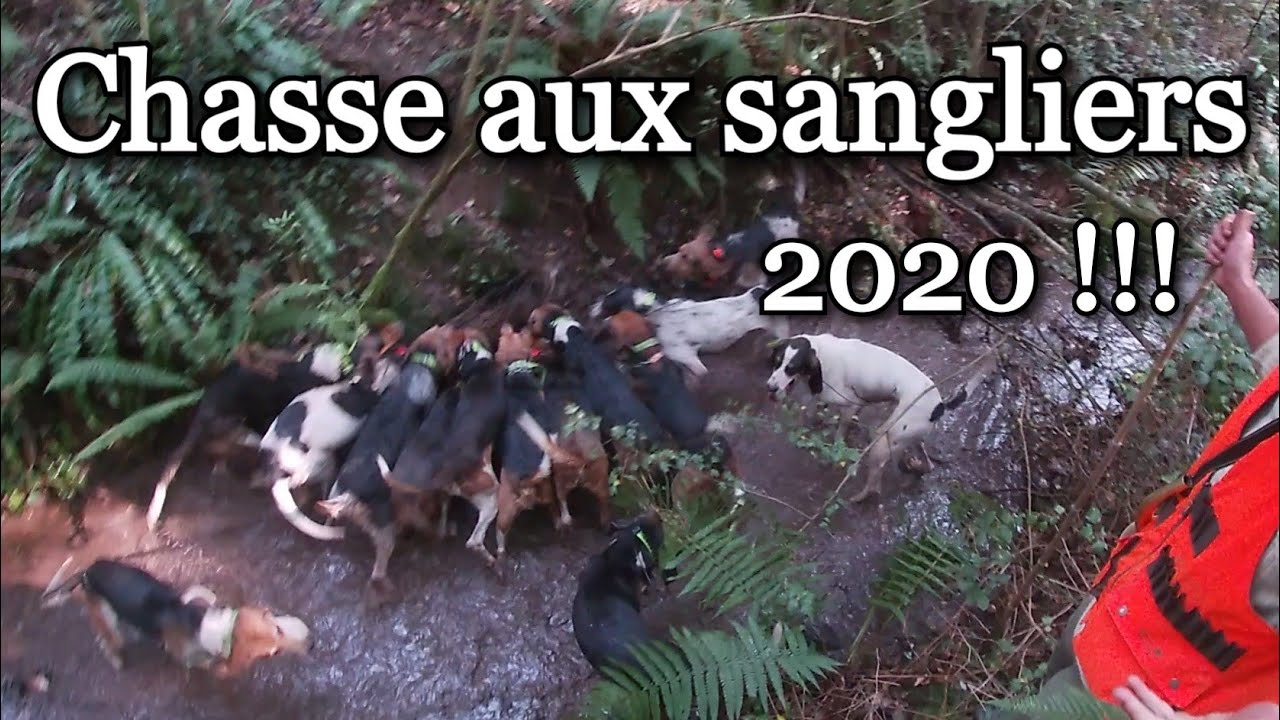 CHASSE DU SANGLIER EN BATTUE 2020 !!! | Bretagne - Chasse 2020-2021