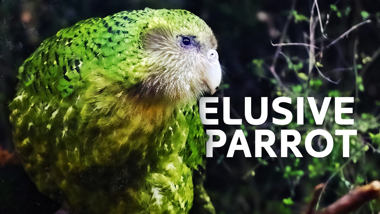 Kakapo Parrot: The Rare Flightless Bird