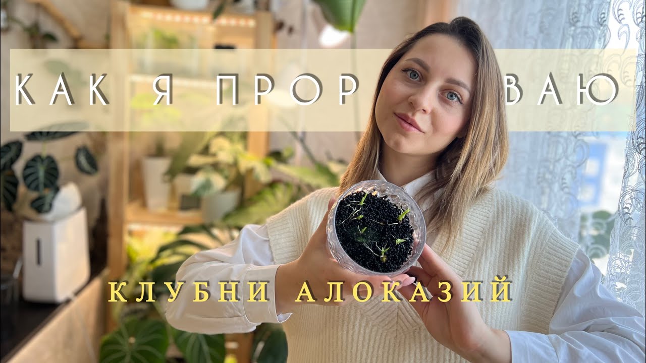 Как я проращиваю КЛУБНИ АЛОКАЗИЙ