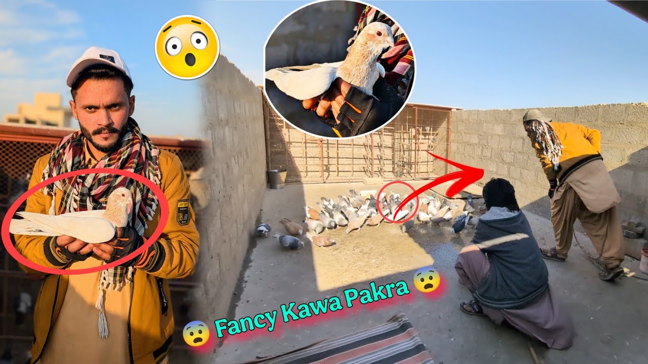 New Fancy Kabotar Pakr Lia 😨 New Kabotar Pakrne Ki Video || Kabotar Ki Video 