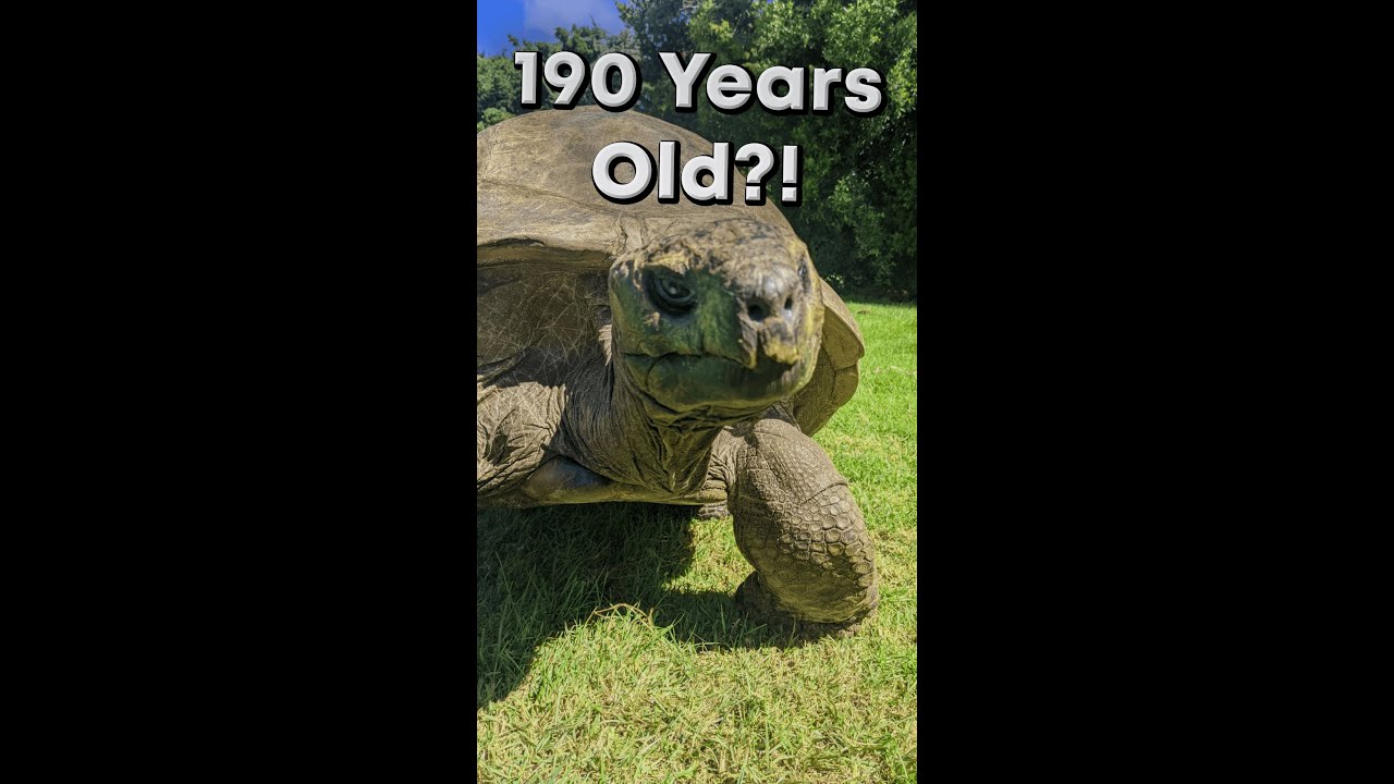 Эта черепаха прожила 190 лет?!