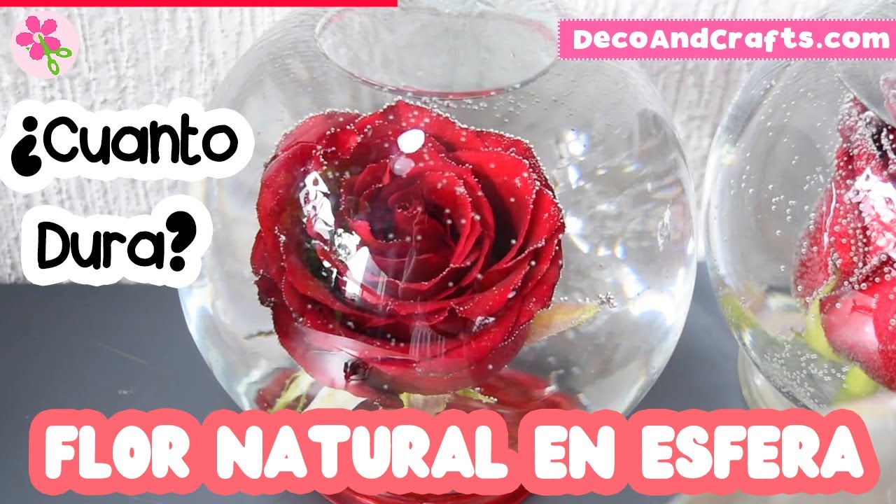 Flor en esfera de Cristal Prolongar la vida de una flor Natural | DecoAndCrafts