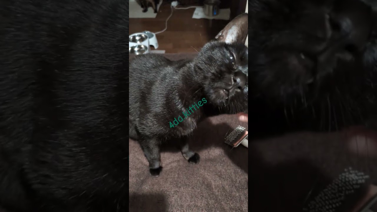 Brushing Time with My Black Cat 