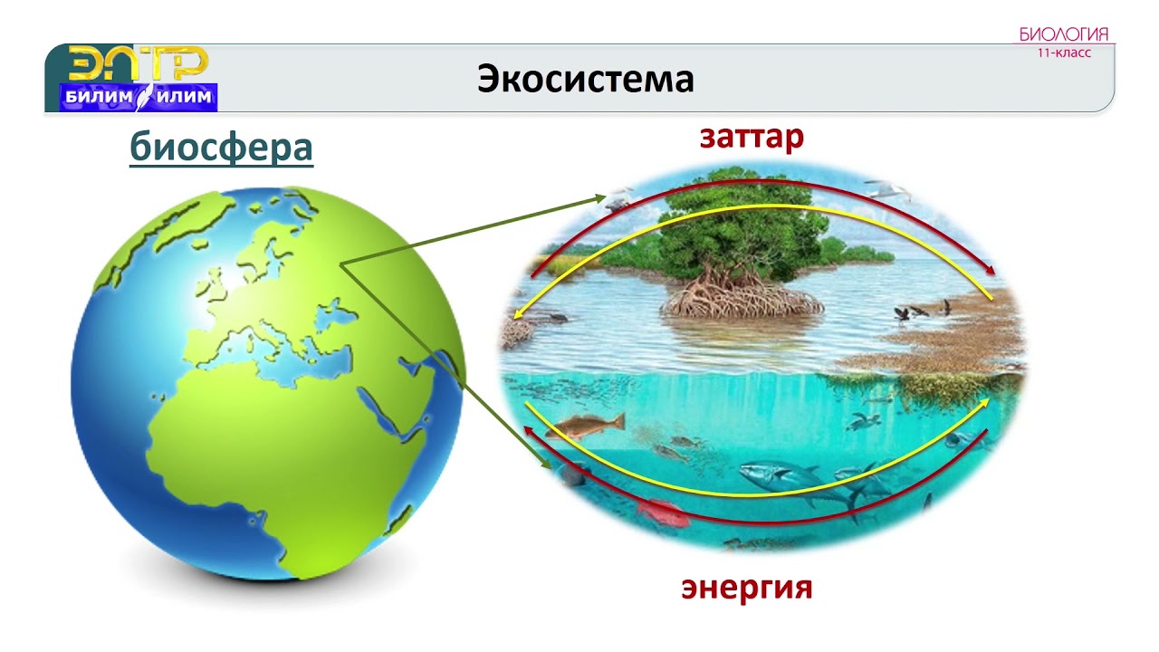 11-класс | Биология | Экосистема жана ага мүнөздөмө. Экосистеманын биологиялык өндүрүмдүүлүгү