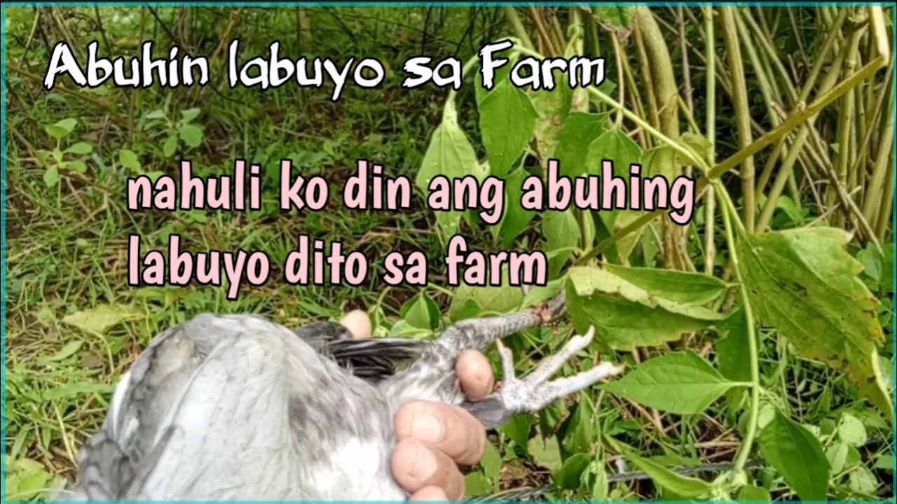 Nahuli sa tatlong silo Ang abuhing labuyo #kuyajepoyvlog #labuyo