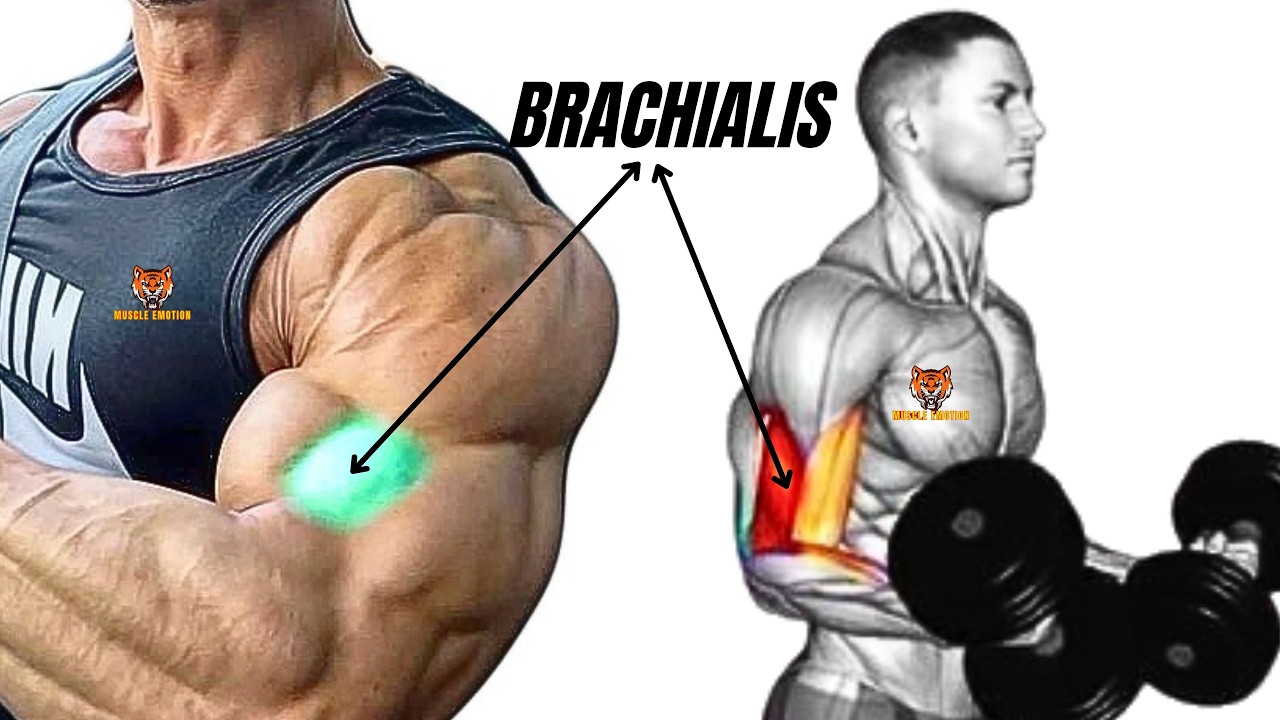 6 BEST BRACHIALIS WORKOUT AT GYM / THICKNESS ARMS /MEILLEURS EXERCISES  EPAISSEUR DES BRAS