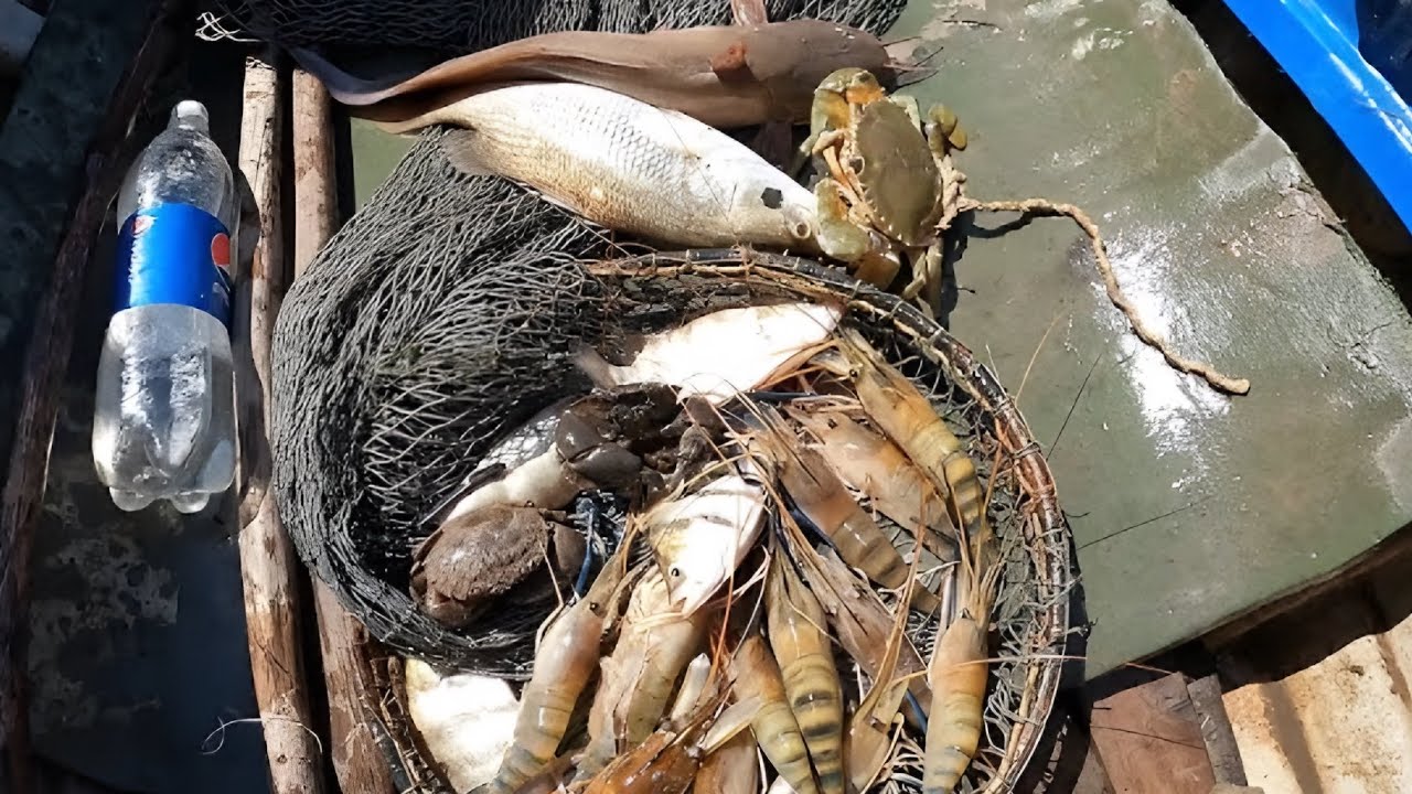 Cá Chẽm Cá Ngát Tôm Càng Cua Biển Chuyến Săn Bắt Bội Thu|| TCNTV #318