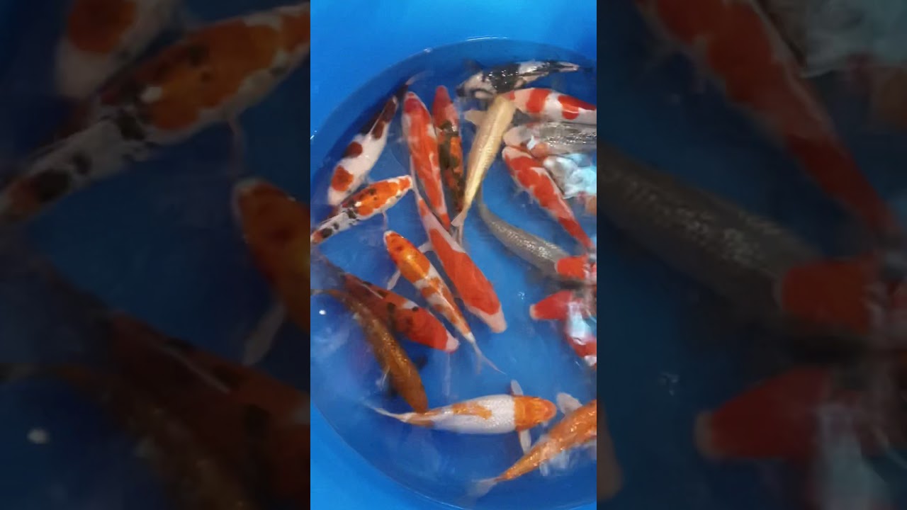 Imported koi new arrivals