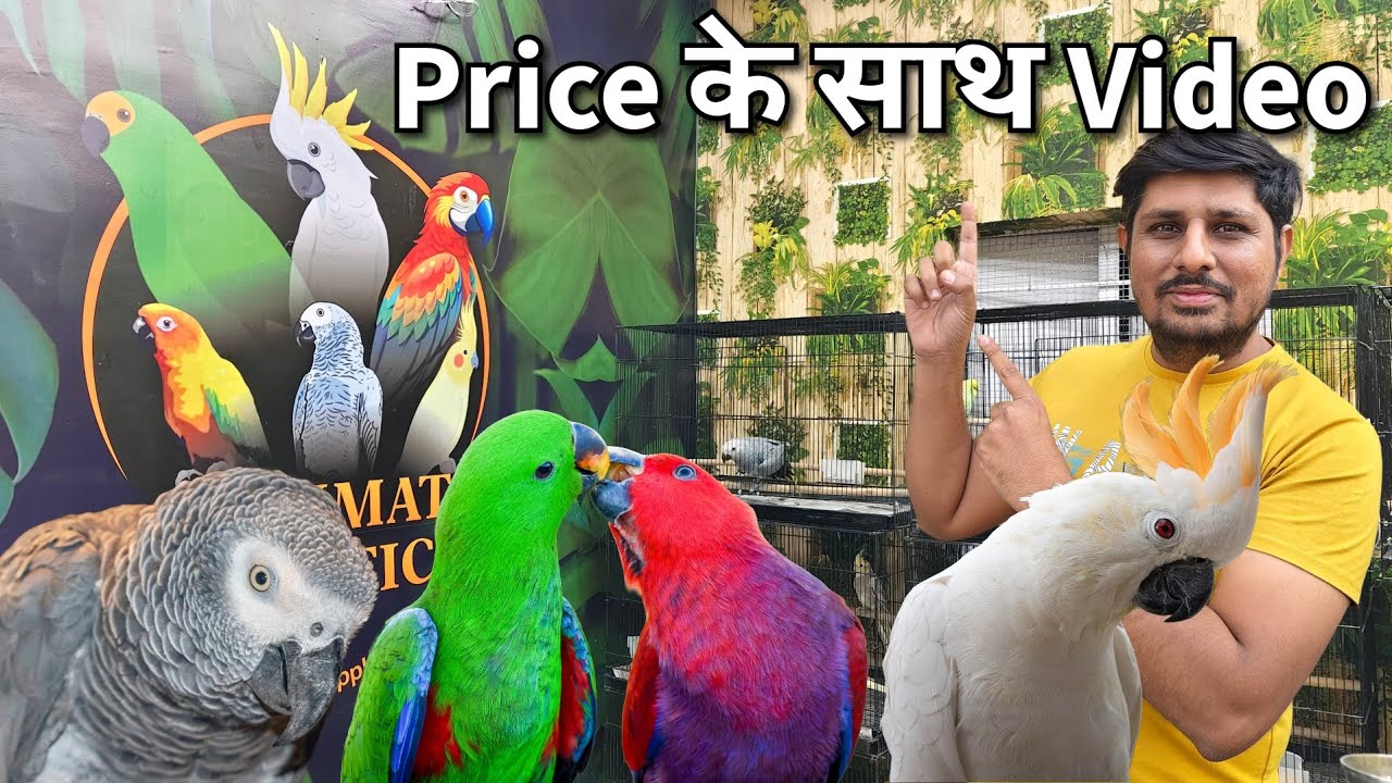 Best Talking Parrot Guide in Hindi | Hand Tamed Birds | Cockatoo, Eclectus Talking and Temperament