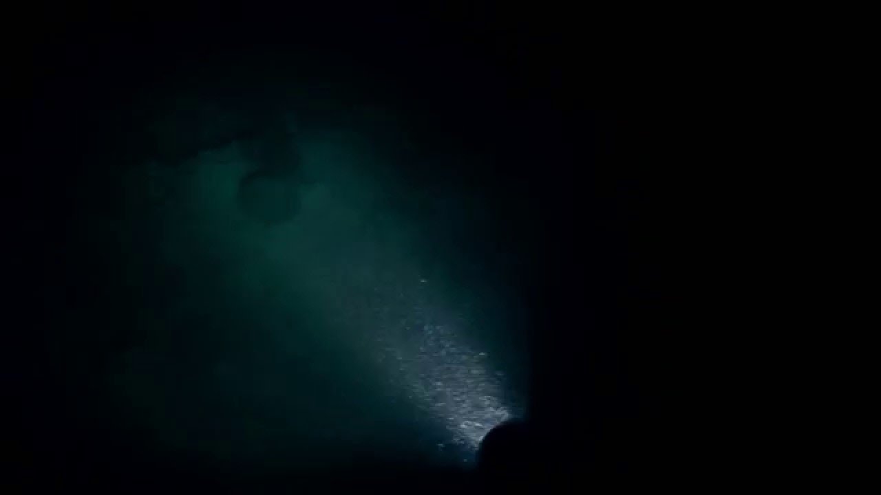 Prodive outer reef night dive