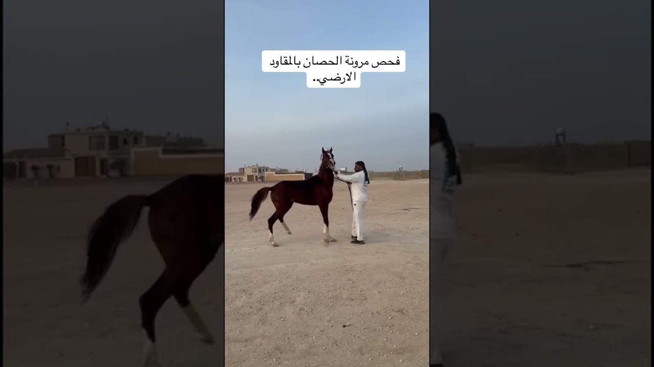 فحص مرونة الحصان #خيل #اكسبلور #funny #تيك_توك #horse 