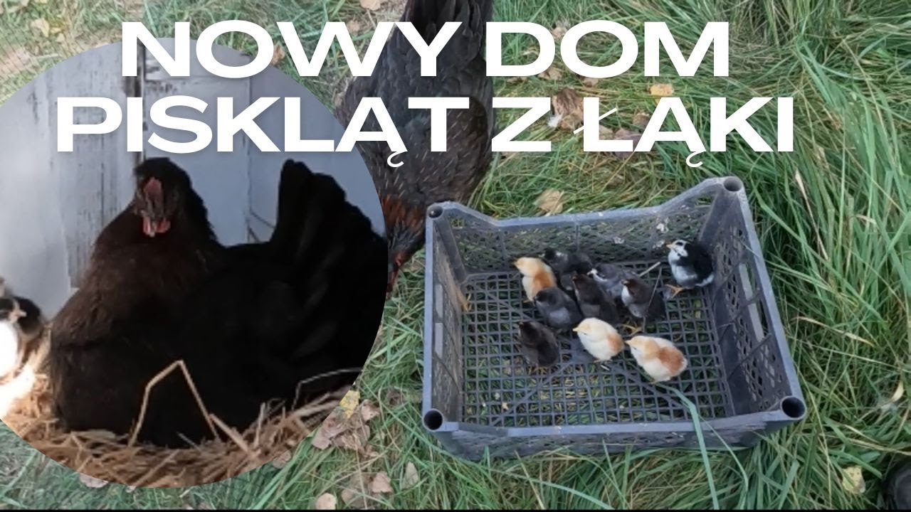 Przeprowadzka kurczaków
