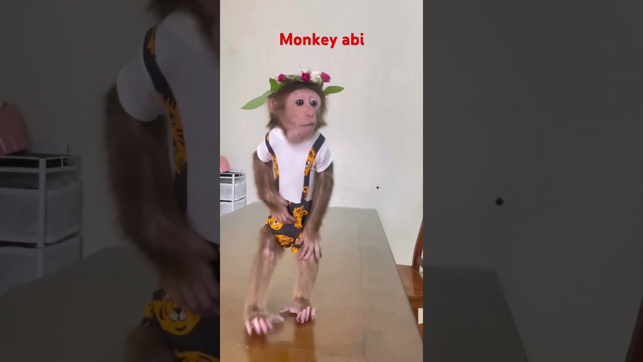 Princess abi #monkey #babymonkey #cute #funny #animals #baby