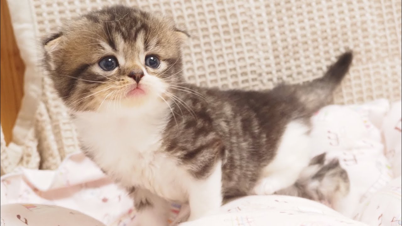 Scottish Fold Longhair Male with Brown(Black) Mackerel Tabby & White