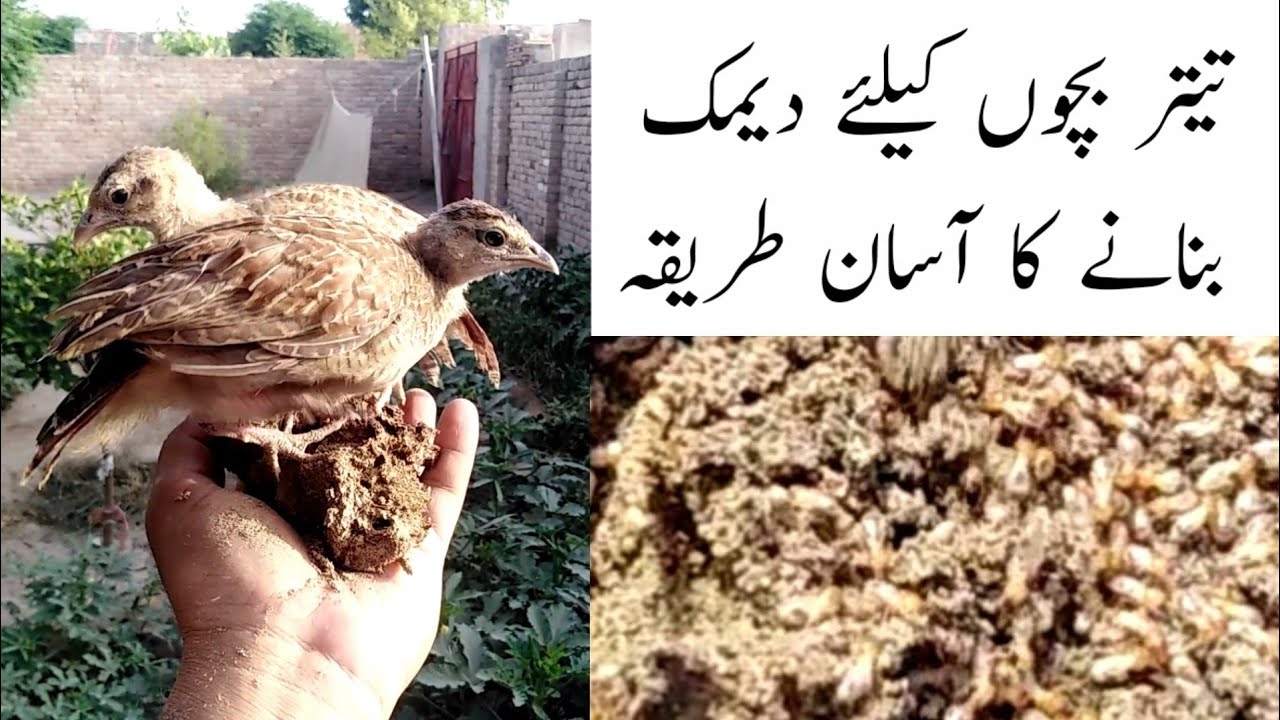 Teetar chicks k leye Deemak banany ka asan tharika