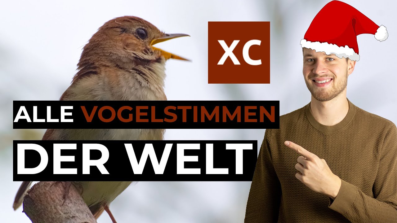 Vogelstimmen Datenbank im Netz: Xeno Canto