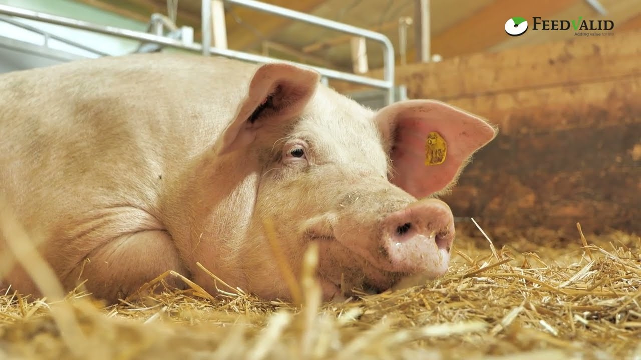 Maak kennis met Zonvarken: dé revolutionaire varkensboerderij