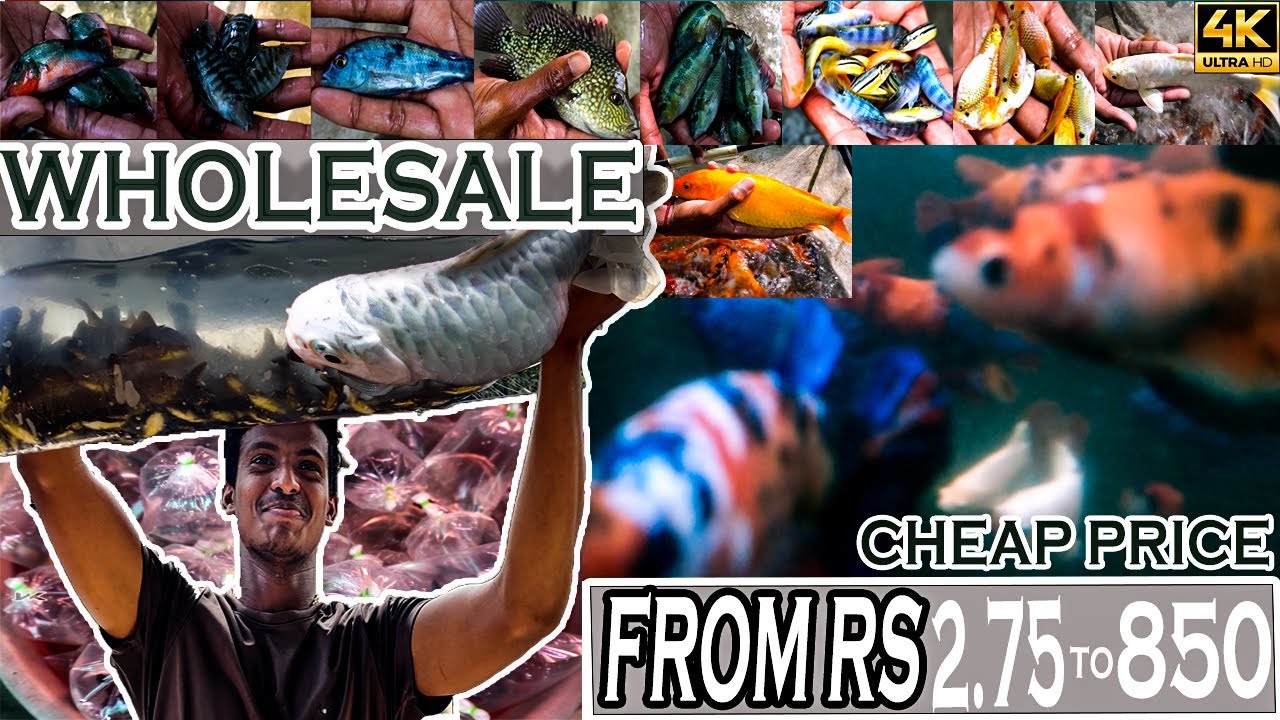 GR AQUA WORLD | african cichlids | imported betta fish  kolathur fish market in tamil | wholesale