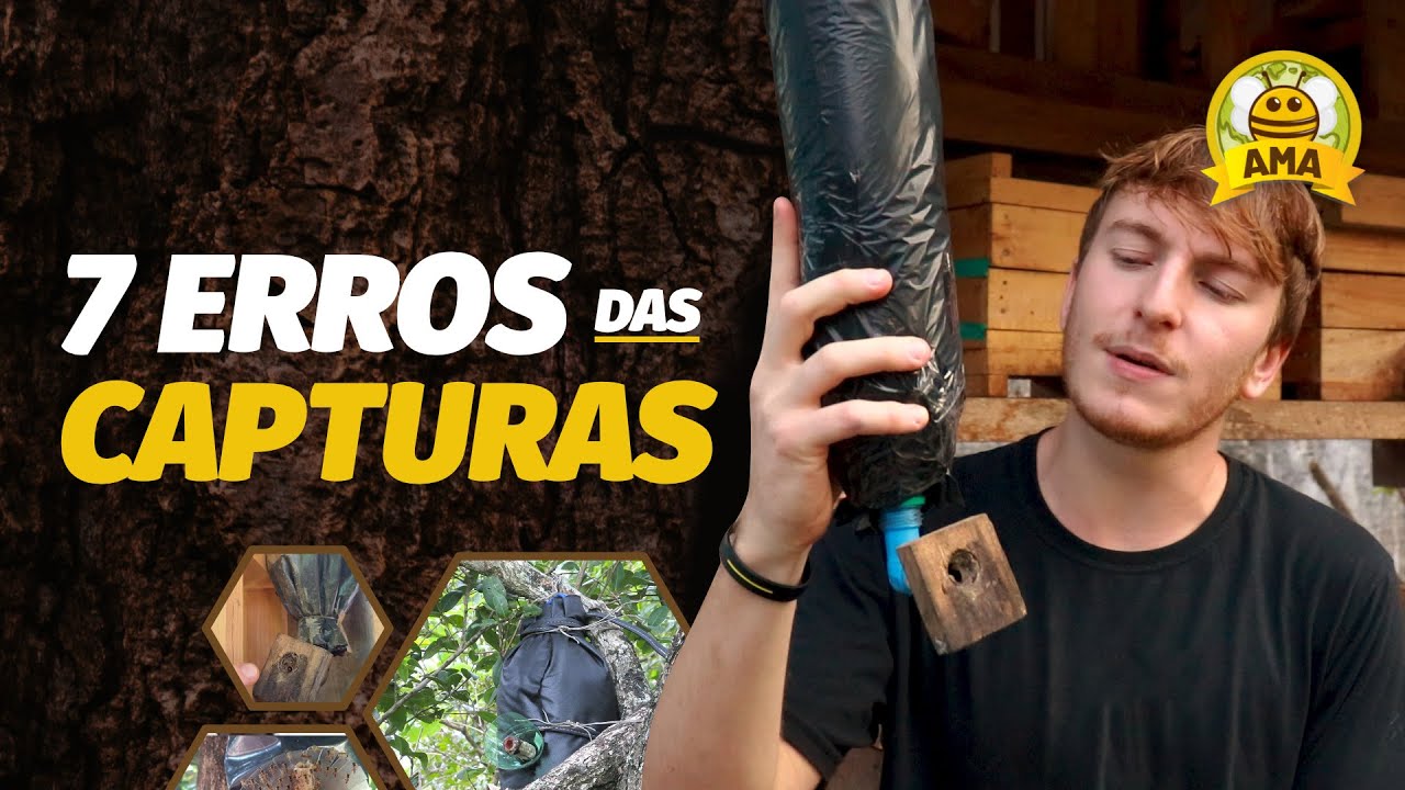 Os 7 ERROS da CAPTURA de abelhas SEM FERRÃO