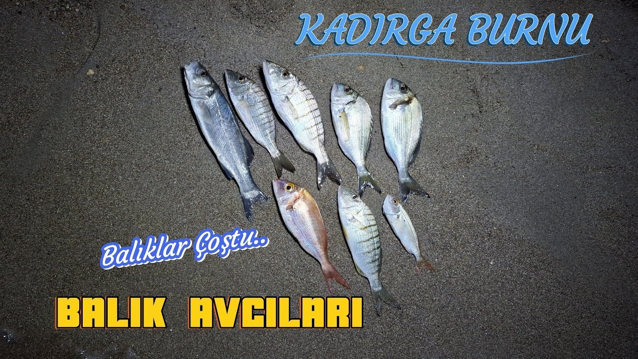 ÇANDARLI KADIRGA BURNUNDA BALIKLAR ÇOŞTU..